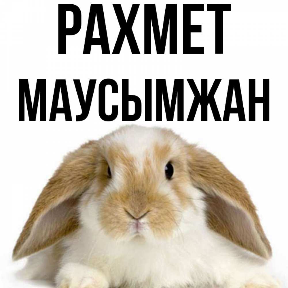 Күн сайын ашық хат с именем, МАУСЫМЖАН рахмет коричнево белый заяц Онлайн тегін жүктеп алу тілектері бар керемет карта 