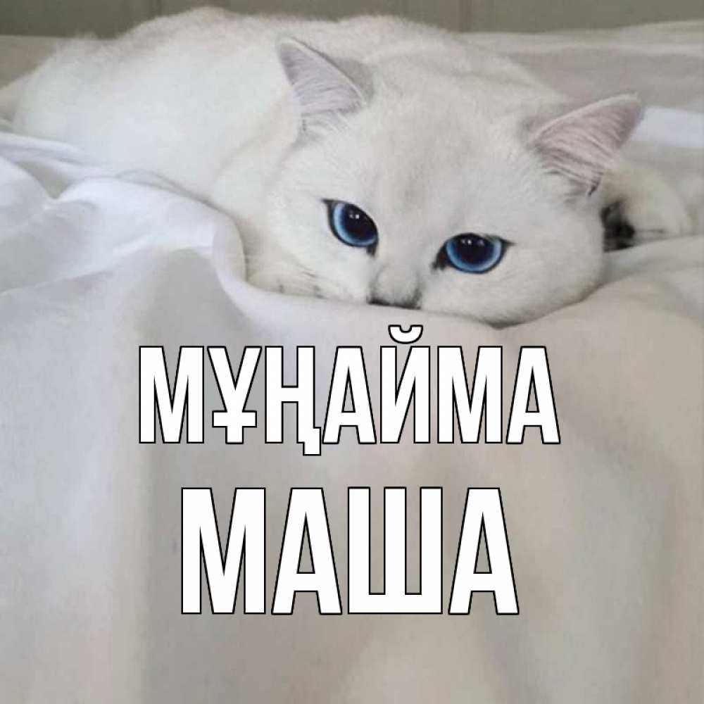 Күн сайын ашық хат с именем, Маша Мұңайма белый кот с голубыми глазами на белоснежной кровати Онлайн тегін жүктеп алу тілектері бар керемет карта 