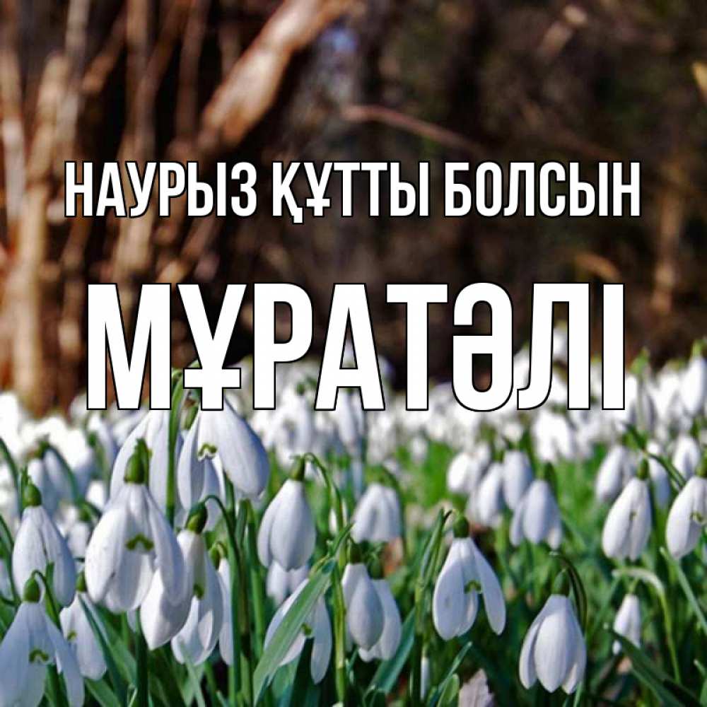 Күн сайын ашық хат с именем, Мұратәлі Наурыз құтты болсын с подснежниками 1 Онлайн тегін жүктеп алу тілектері бар керемет карта 