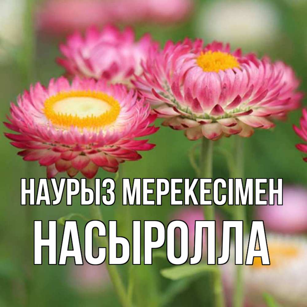 Күн сайын ашық хат с именем, Насыролла Наурыз мерекесімен подарок на международный женский день Онлайн тегін жүктеп алу тілектері бар керемет карта 