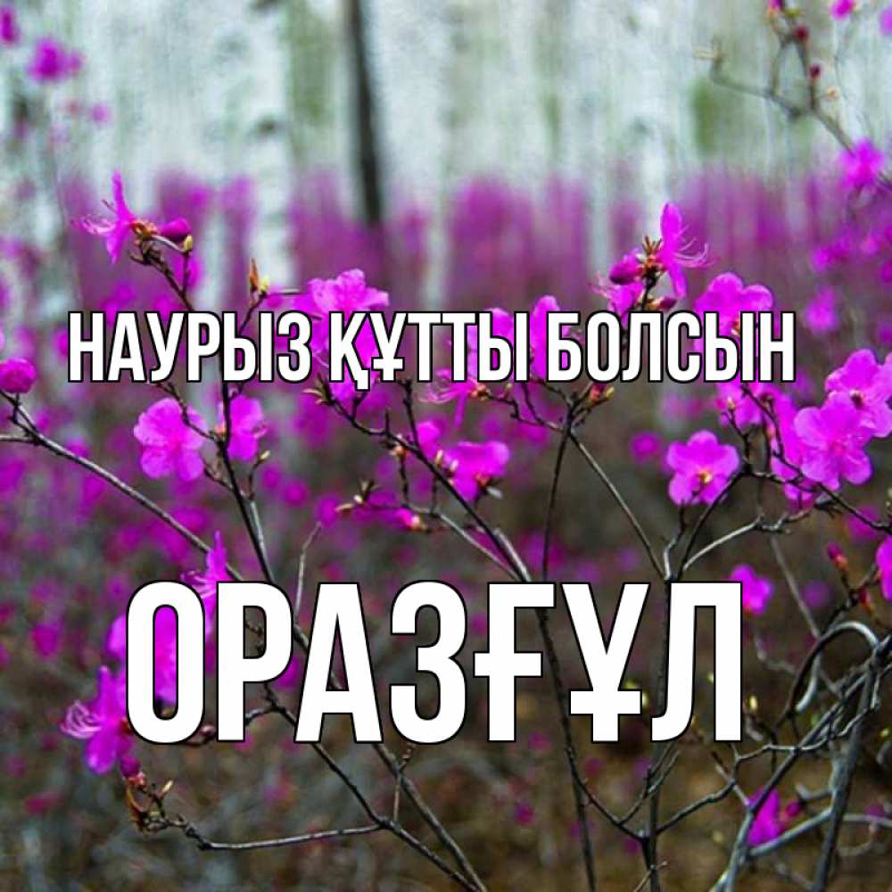 Күн сайын ашық хат с именем, ОРАЗҒҰЛ Наурыз құтты болсын дикие цветы Онлайн тегін жүктеп алу тілектері бар керемет карта 