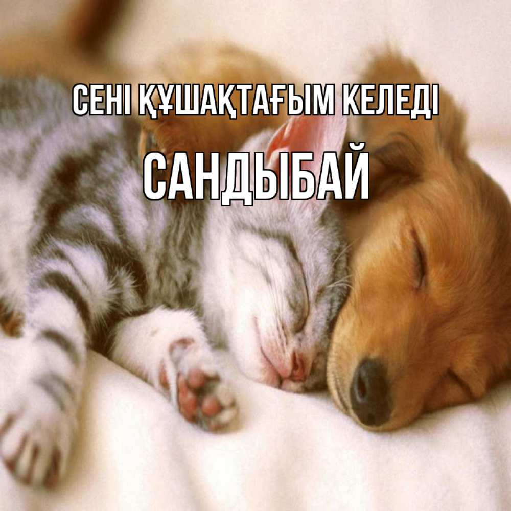 Күн сайын ашық хат с именем, САНДЫБАЙ сені құшақтағым келеді пес и котенок Онлайн тегін жүктеп алу тілектері бар керемет карта 