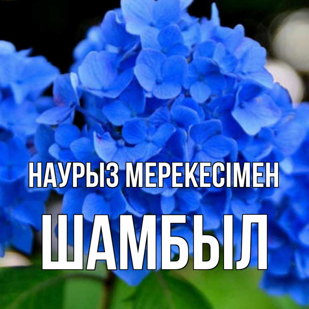 Күн сайын ашық хат с именем, ШАМБЫЛ Наурыз мерекесімен синие цветы Онлайн тегін жүктеп алу тілектері бар керемет карта 