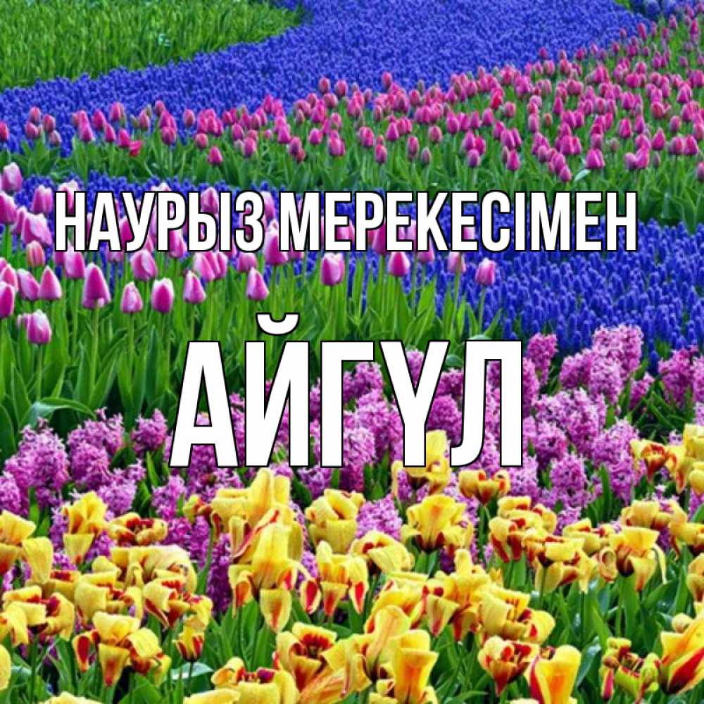 Күн сайын ашық хат с именем, АЙГҮЛ Наурыз мерекесімен цветы Онлайн тегін жүктеп алу тілектері бар керемет карта 