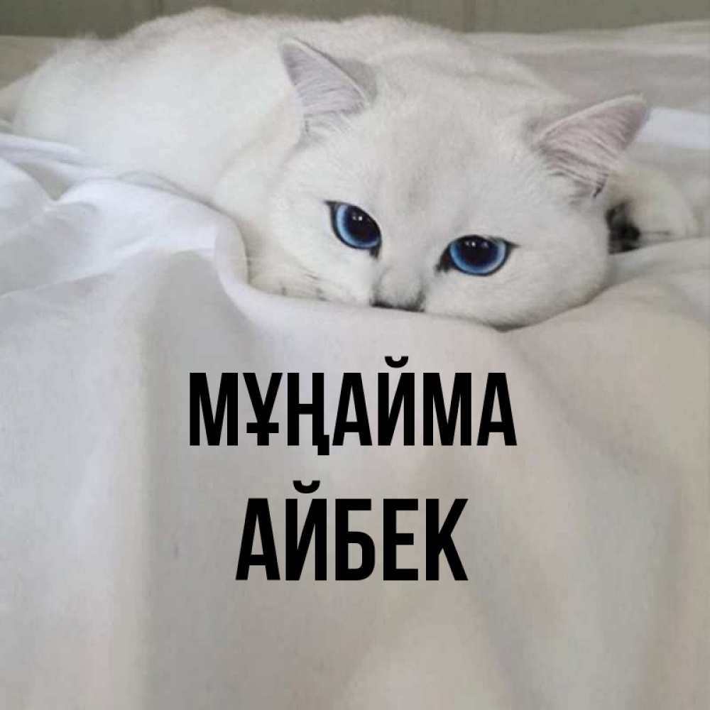 Күн сайын ашық хат с именем, Айбек Мұңайма Голубоглазая кошка Онлайн тегін жүктеп алу тілектері бар керемет карта 