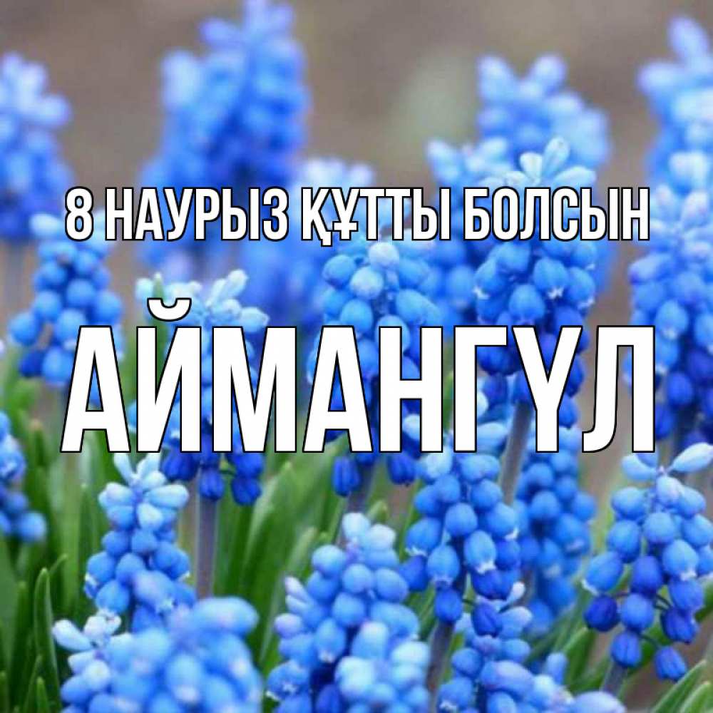 Күн сайын ашық хат с именем, Аймангүл 8 наурыз құтты болсын Поздравительная открытка для женщин с цветами на праздничную дату Онлайн тегін жүктеп алу тілектері бар керемет карта 