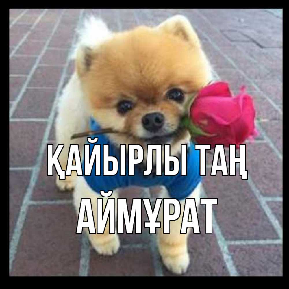 Күн сайын ашық хат с именем, Аймұрат Қайырлы таң роза в зубах Онлайн тегін жүктеп алу тілектері бар керемет карта 