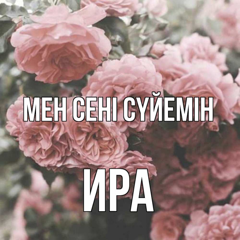 Күн сайын ашық хат с именем, Ира Мен сені сүйемін розы 3 Онлайн тегін жүктеп алу тілектері бар керемет карта 