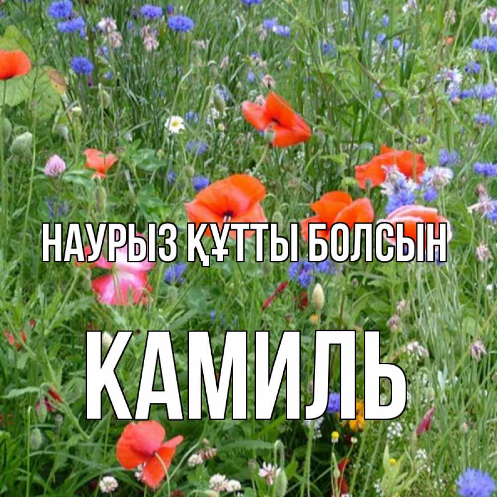 Күн сайын ашық хат с именем, Камиль Наурыз құтты болсын наурыз  4 Онлайн тегін жүктеп алу тілектері бар керемет карта 