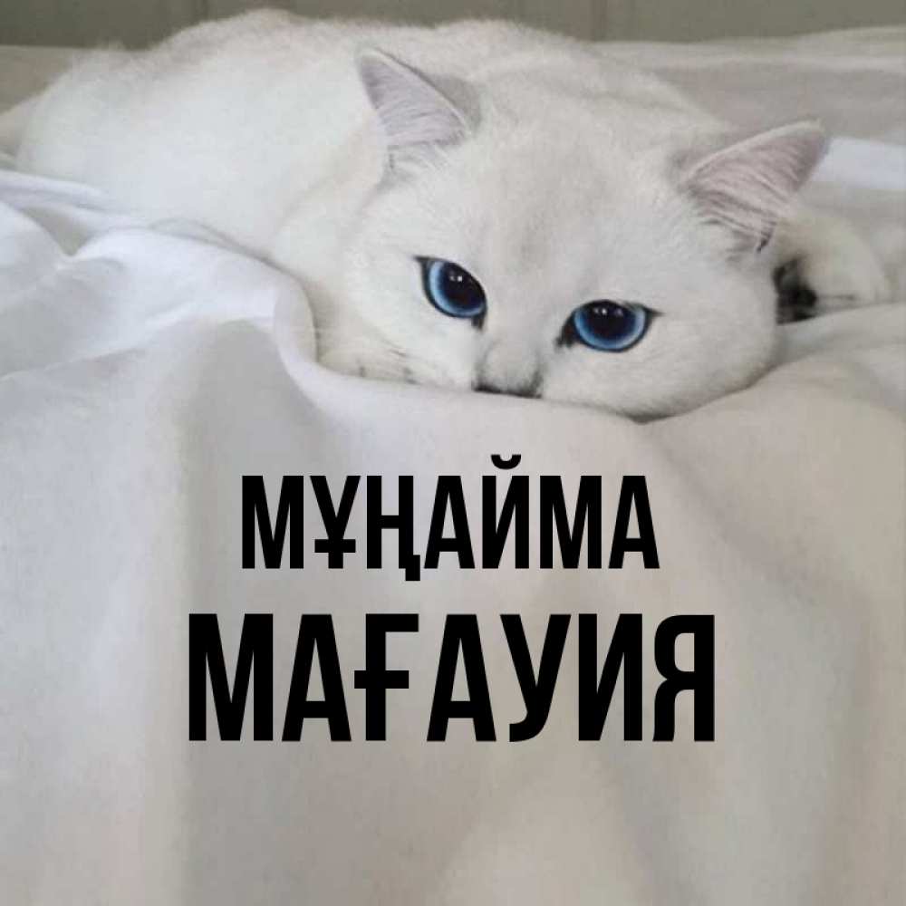 Күн сайын ашық хат с именем, МАҒАУИЯ Мұңайма Голубоглазая кошка Онлайн тегін жүктеп алу тілектері бар керемет карта 