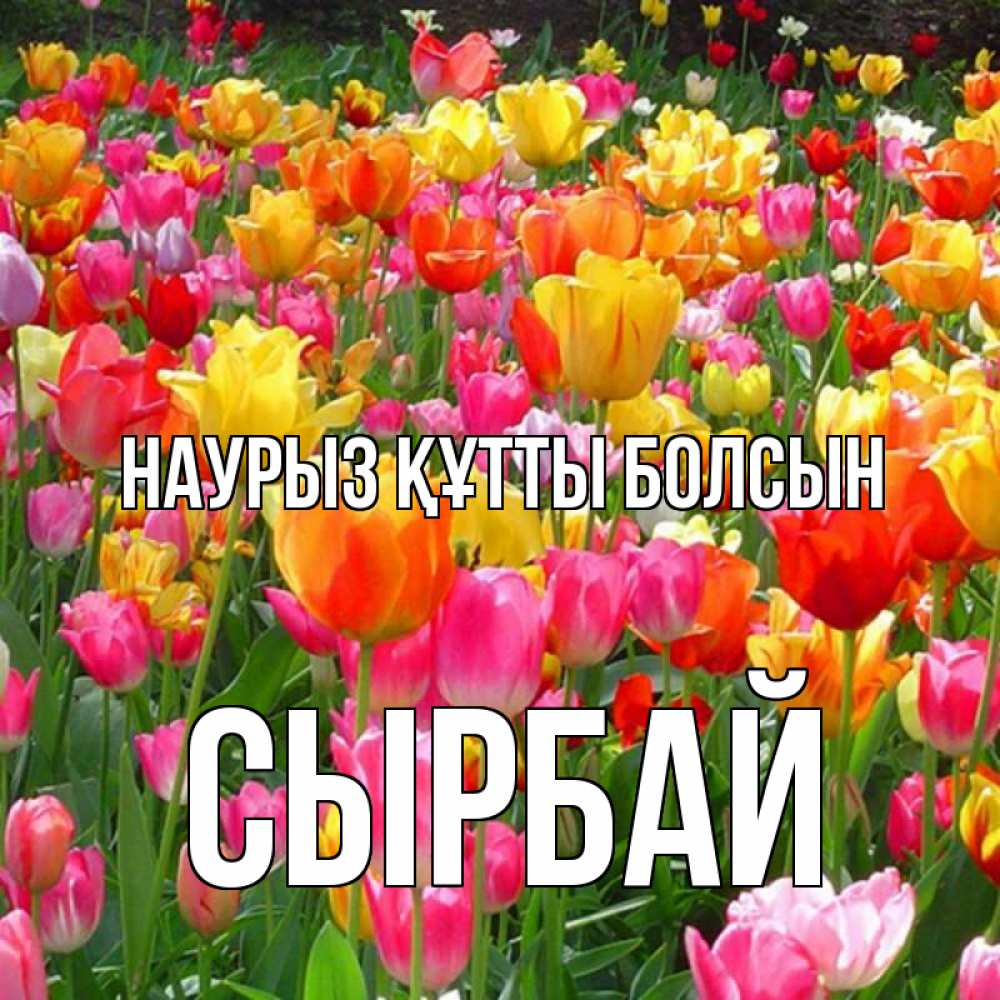 Күн сайын ашық хат с именем, СЫРБАЙ Наурыз құтты болсын на наурыз  ура ура Онлайн тегін жүктеп алу тілектері бар керемет карта 