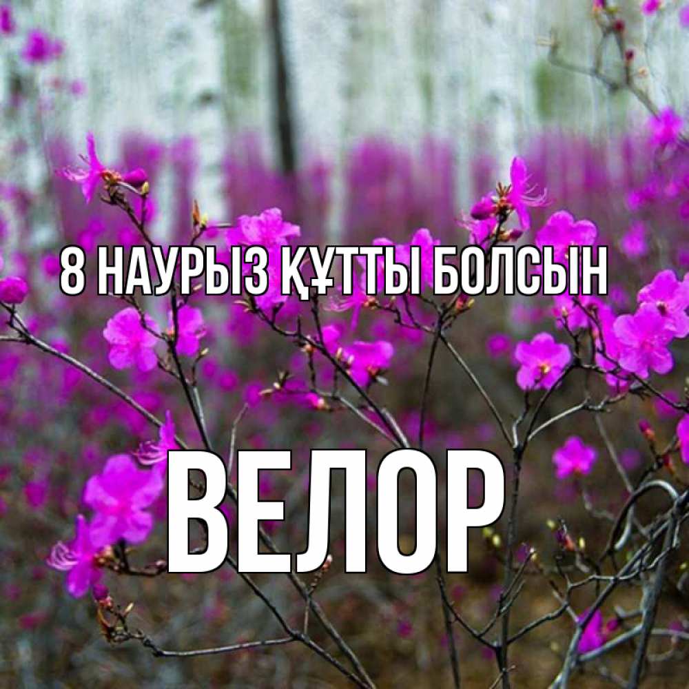 Күн сайын ашық хат с именем, Велор 8 наурыз құтты болсын дикие цветы Онлайн тегін жүктеп алу тілектері бар керемет карта 