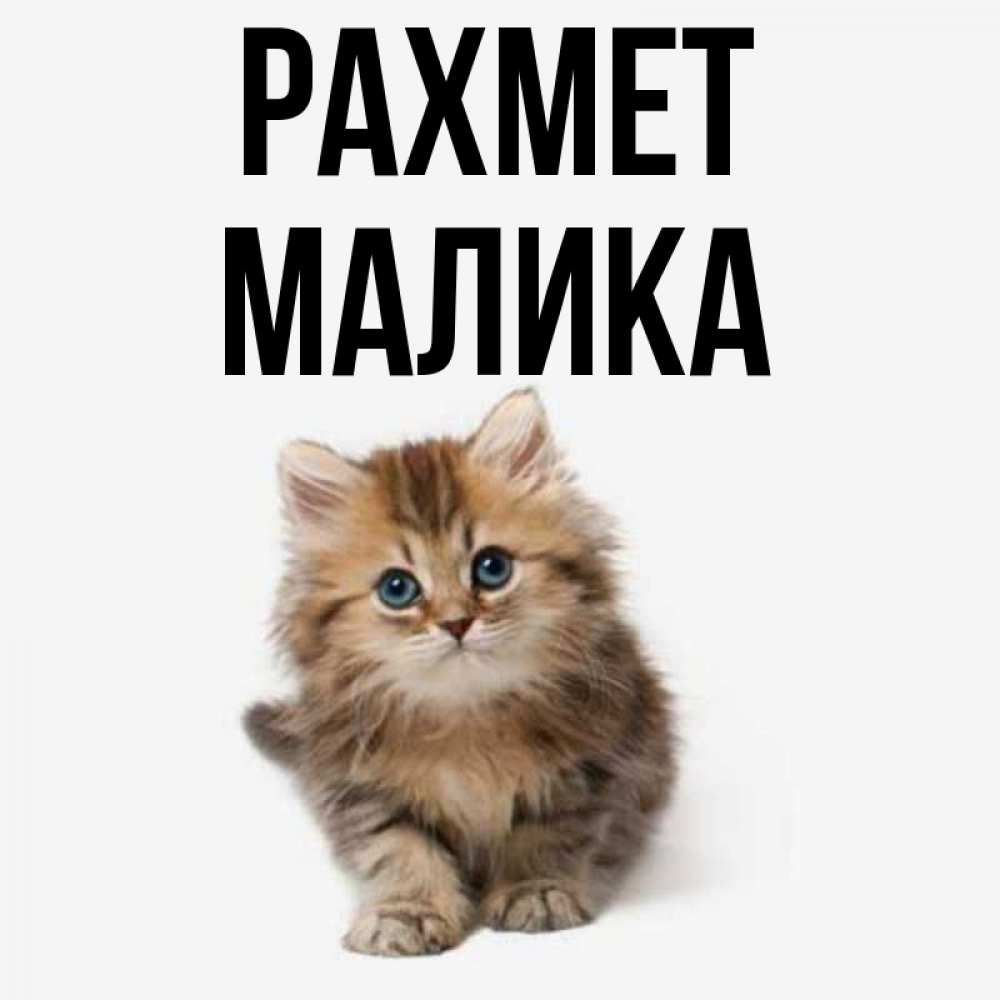 Күн сайын ашық хат с именем, Малика рахмет пушистый котик Онлайн тегін жүктеп алу тілектері бар керемет карта 