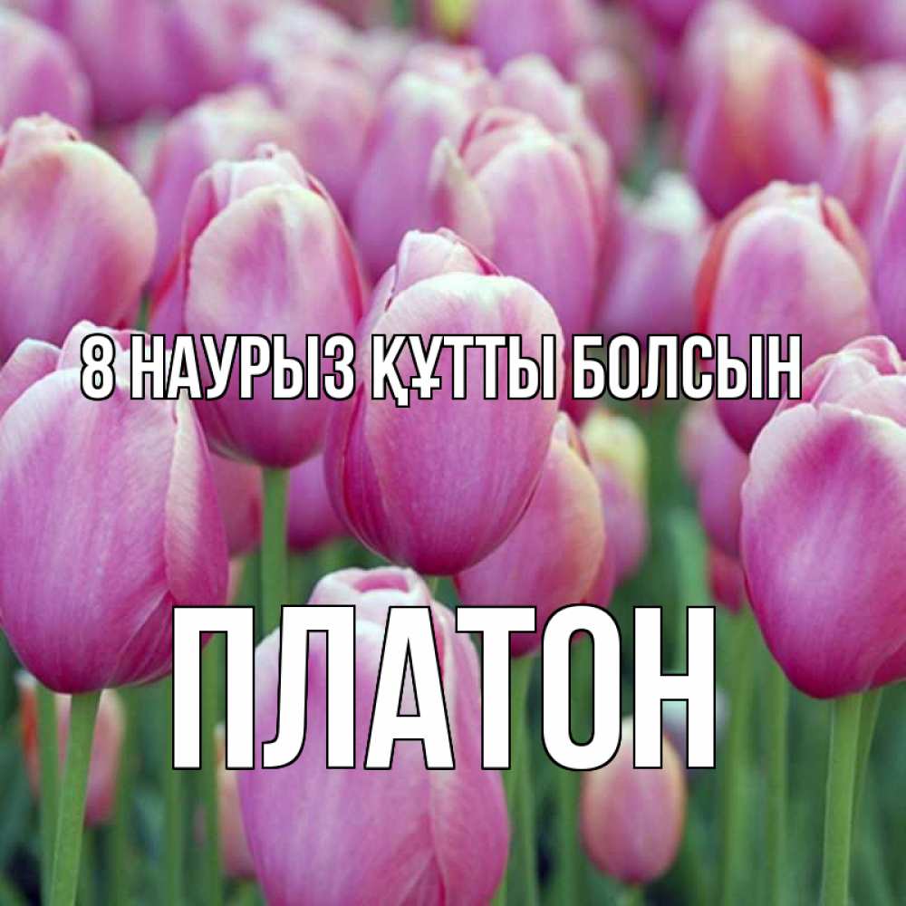 Күн сайын ашық хат с именем, Платон 8 наурыз құтты болсын на международный женский день 3 Онлайн тегін жүктеп алу тілектері бар керемет карта 