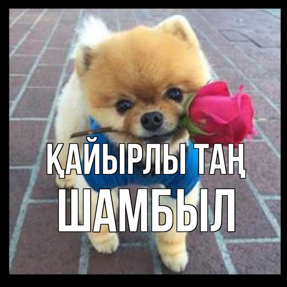 Күн сайын ашық хат с именем, ШАМБЫЛ Қайырлы таң роза в зубах Онлайн тегін жүктеп алу тілектері бар керемет карта 