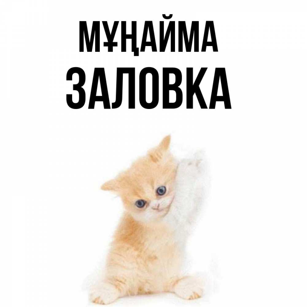 Күн сайын ашық хат с именем, Заловка Мұңайма просящий кот Онлайн тегін жүктеп алу тілектері бар керемет карта 