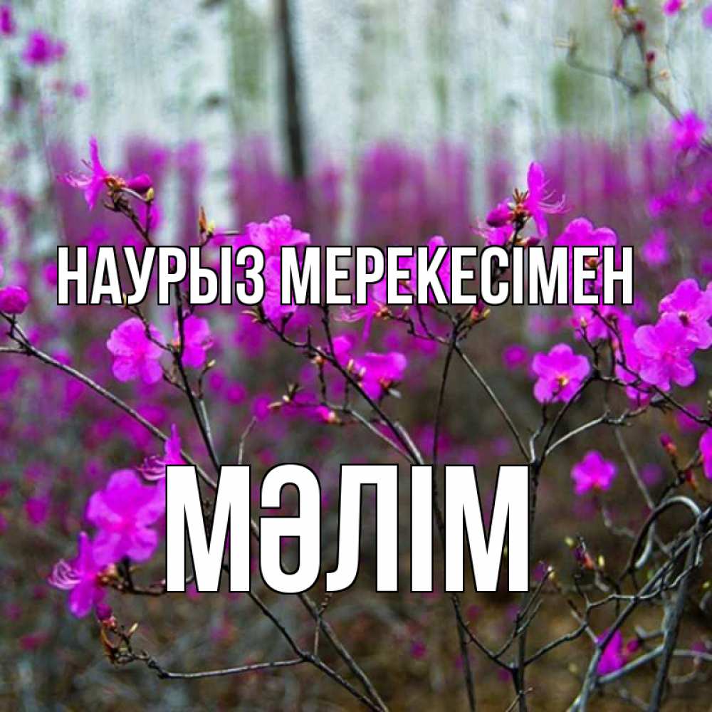 Күн сайын ашық хат с именем, МӘЛІМ Наурыз мерекесімен дикие цветы Онлайн тегін жүктеп алу тілектері бар керемет карта 