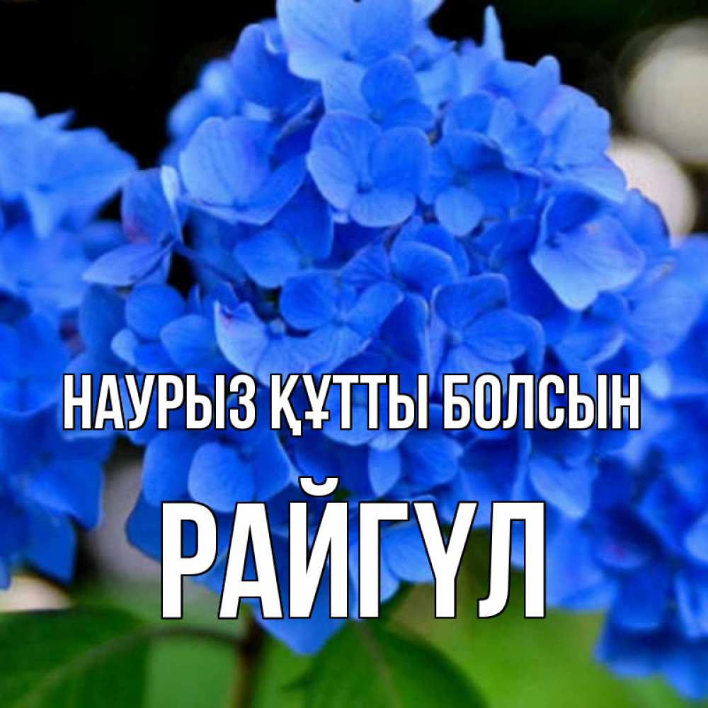 Күн сайын ашық хат с именем, РАЙГҮЛ Наурыз құтты болсын синие цветы Онлайн тегін жүктеп алу тілектері бар керемет карта 