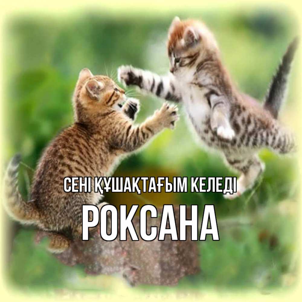 Күн сайын ашық хат с именем, Роксана сені құшақтағым келеді игры котят Онлайн тегін жүктеп алу тілектері бар керемет карта 