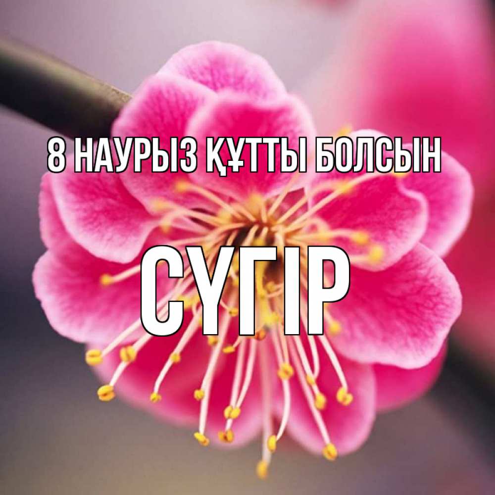 Күн сайын ашық хат с именем, СҮГІР 8 наурыз құтты болсын цветы Онлайн тегін жүктеп алу тілектері бар керемет карта 
