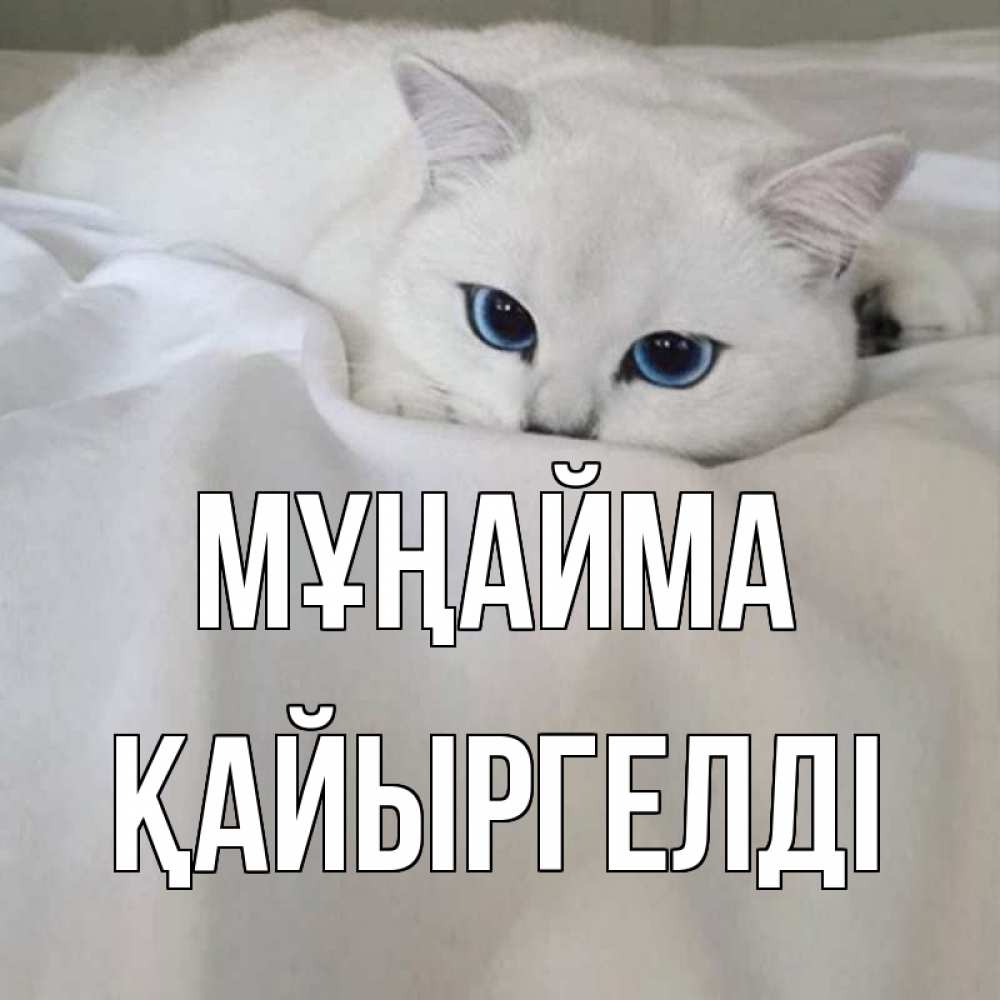 Күн сайын ашық хат с именем, Қайыргелді Мұңайма белый кот с голубыми глазами на белоснежной кровати Онлайн тегін жүктеп алу тілектері бар керемет карта 