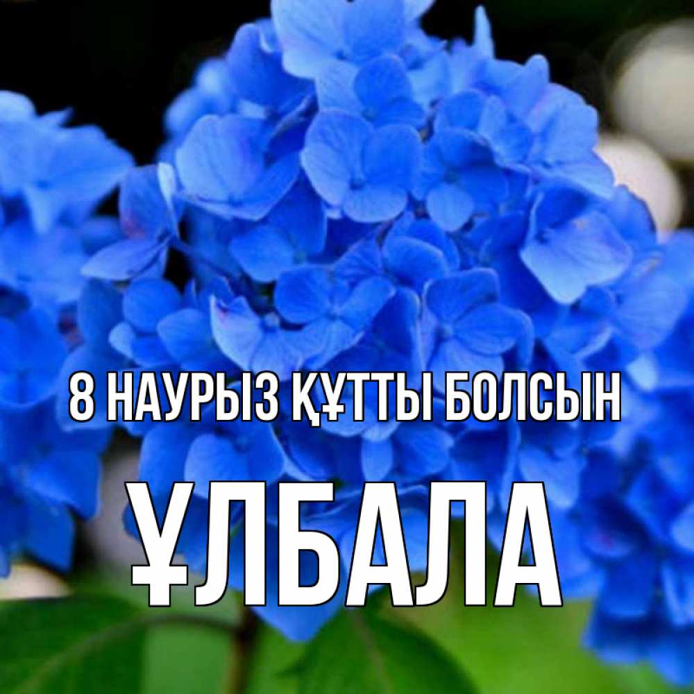 Күн сайын ашық хат с именем, ҰЛБАЛА 8 наурыз құтты болсын синие цветы Онлайн тегін жүктеп алу тілектері бар керемет карта 