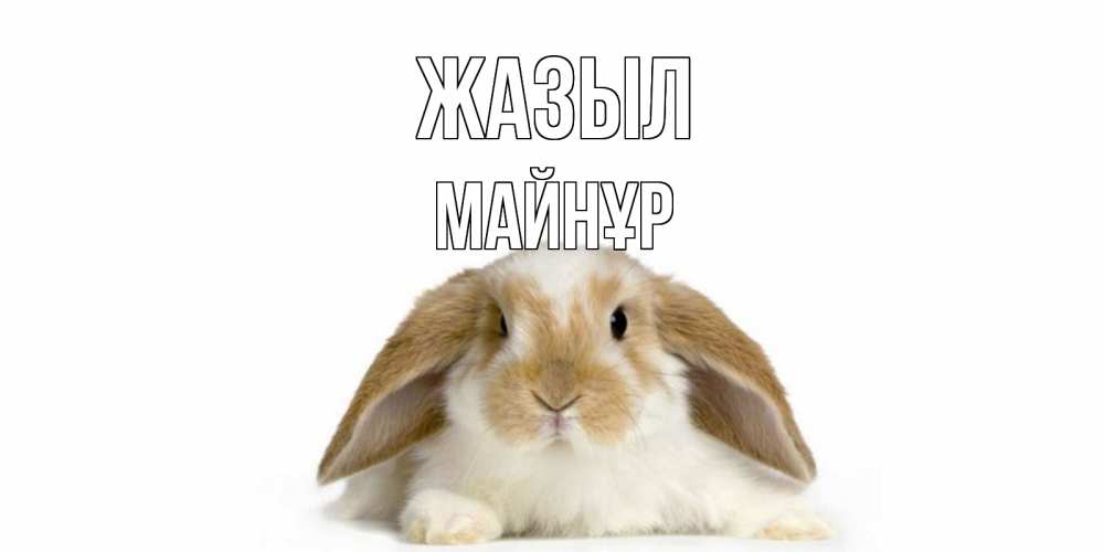 Күн сайын ашық хат с именем, МАЙНҰР Жазыл вислоухий кролик белого и коричневого цвета Онлайн тегін жүктеп алу тілектері бар керемет карта 