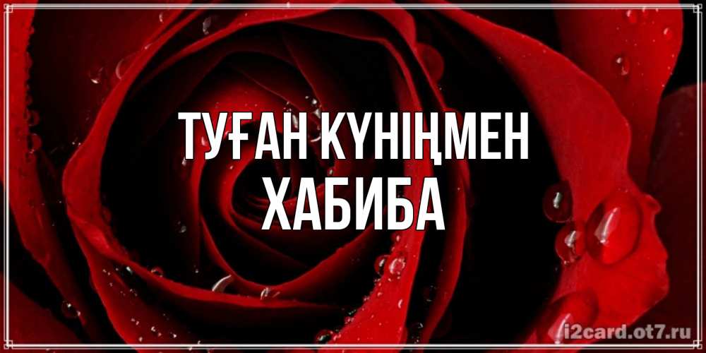 Күн сайын ашық хат с именем, ХАБИБА Туған күніңмен крупная бордовая роза Онлайн тегін жүктеп алу тілектері бар керемет карта 