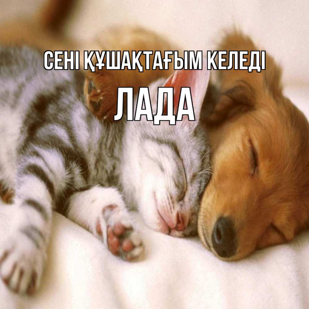 Күн сайын ашық хат с именем, Лада сені құшақтағым келеді пес и котенок Онлайн тегін жүктеп алу тілектері бар керемет карта 