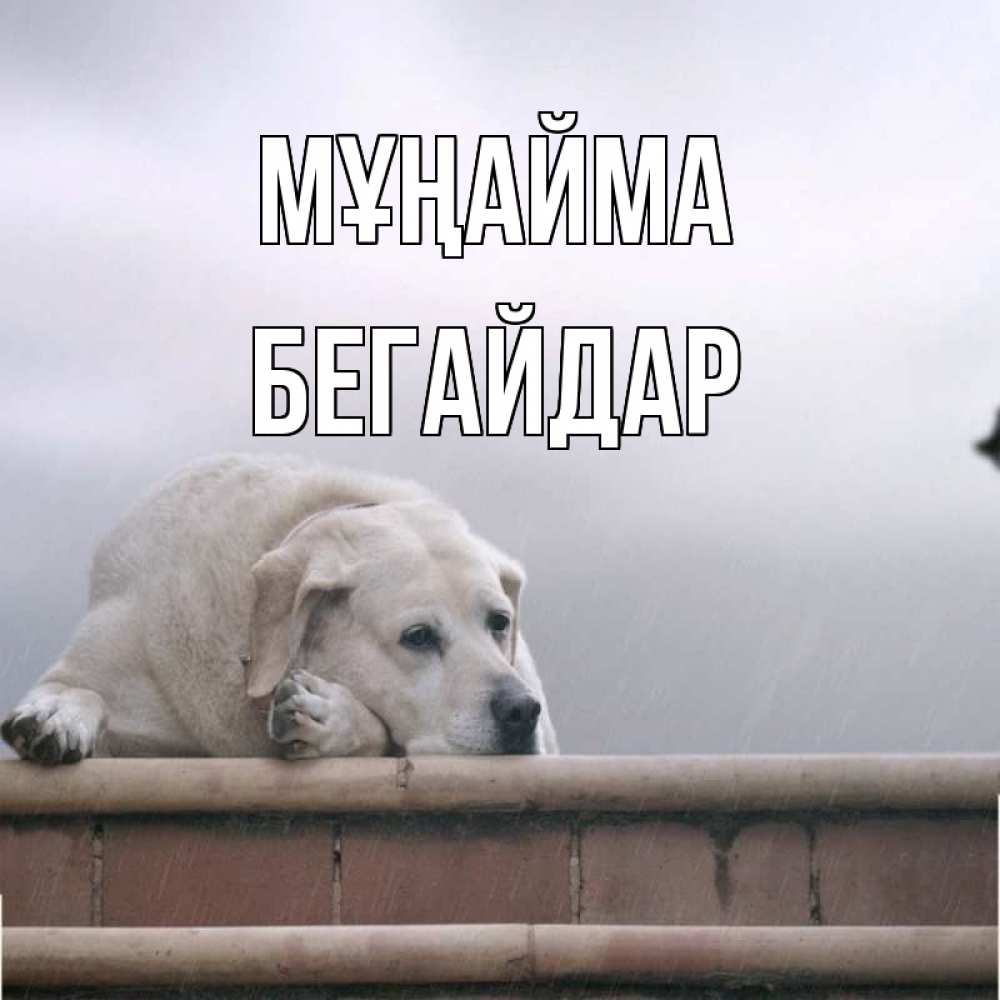 Күн сайын ашық хат с именем, Бегайдар Мұңайма белый пес 1 Онлайн тегін жүктеп алу тілектері бар керемет карта 