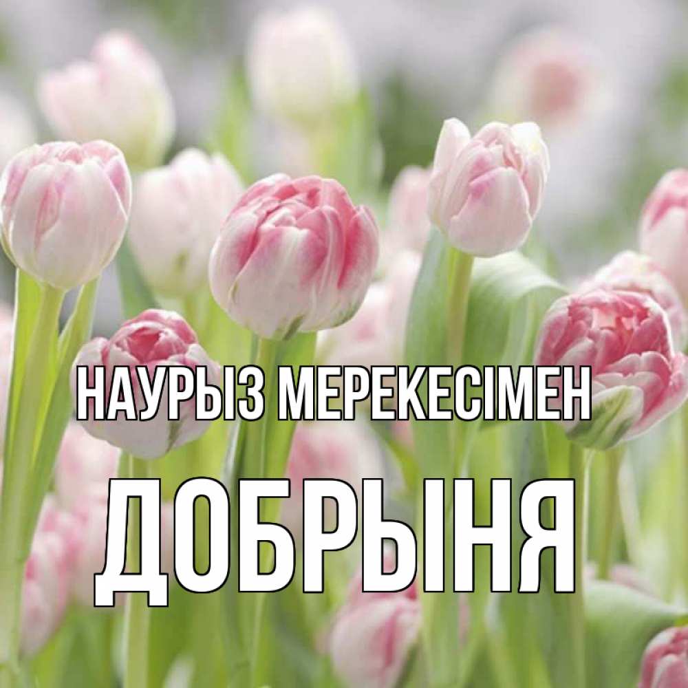 Күн сайын ашық хат с именем, Добрыня Наурыз мерекесімен цветы Онлайн тегін жүктеп алу тілектері бар керемет карта 