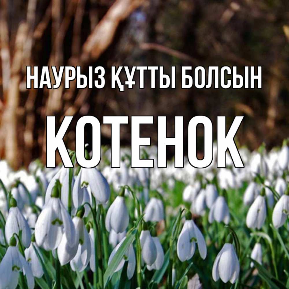 Күн сайын ашық хат с именем, Котенок Наурыз құтты болсын с подснежниками 1 Онлайн тегін жүктеп алу тілектері бар керемет карта 