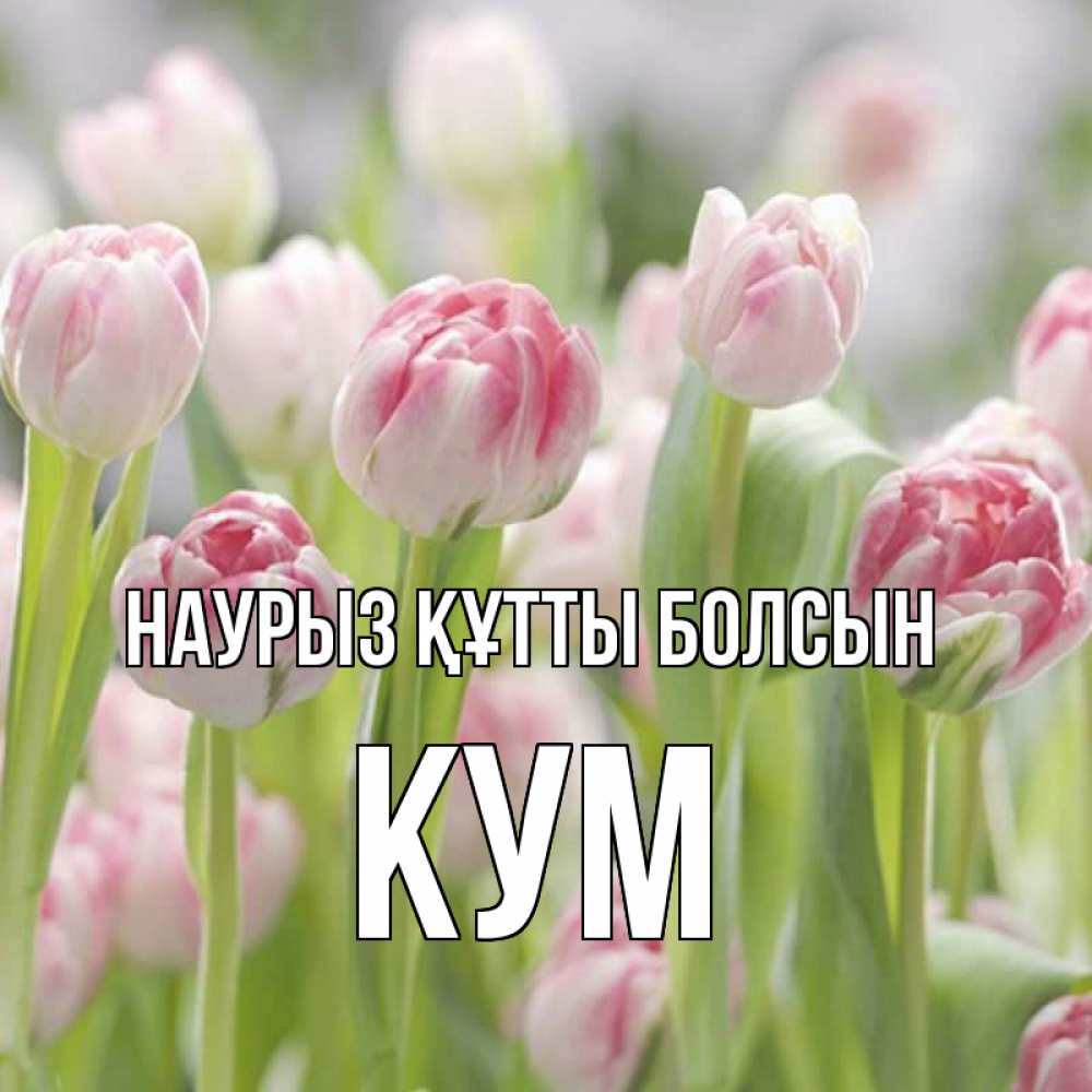Күн сайын ашық хат с именем, Кум Наурыз құтты болсын цветы Онлайн тегін жүктеп алу тілектері бар керемет карта 