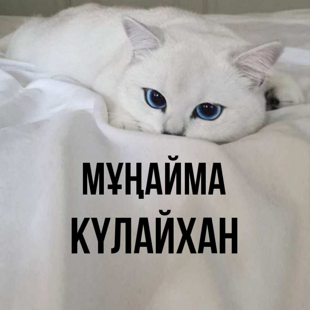 Күн сайын ашық хат с именем, КҮЛАЙХАН Мұңайма Голубоглазая кошка Онлайн тегін жүктеп алу тілектері бар керемет карта 