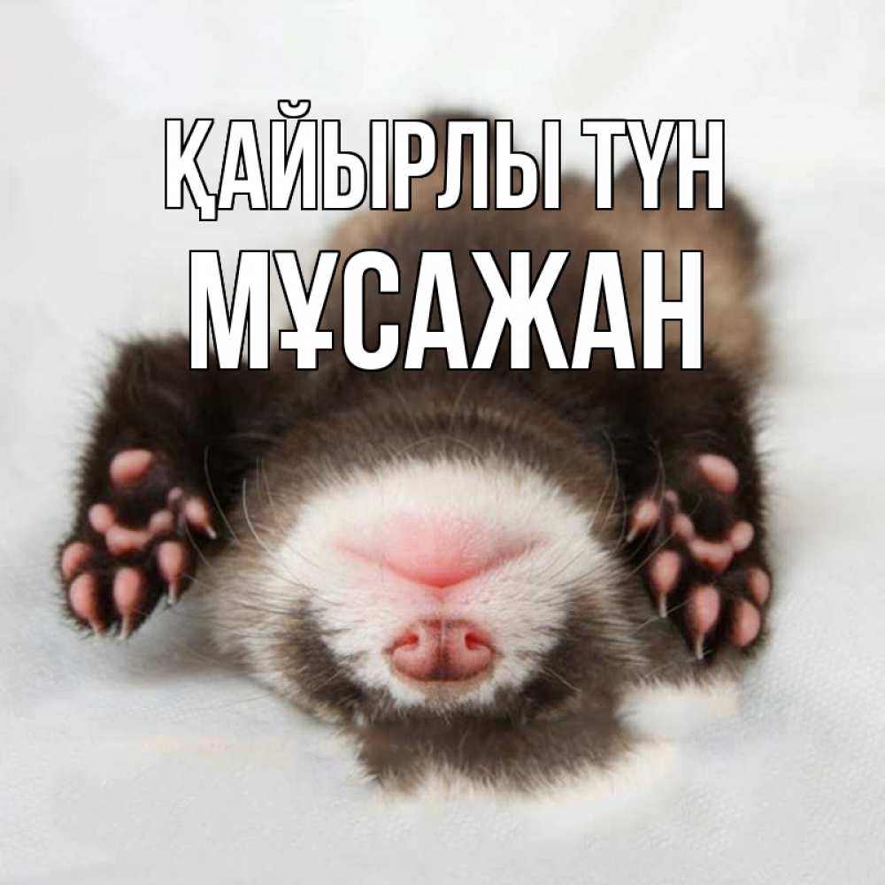 Күн сайын ашық хат с именем, Мұсажан Қайырлы түн зверек Онлайн тегін жүктеп алу тілектері бар керемет карта 