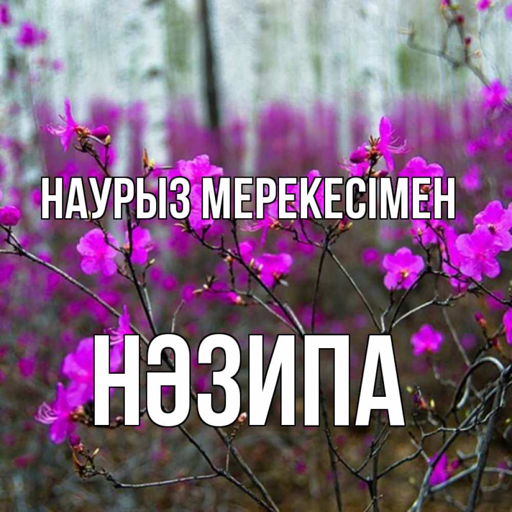Күн сайын ашық хат с именем, НӘЗИПА Наурыз мерекесімен дикие цветы Онлайн тегін жүктеп алу тілектері бар керемет карта 