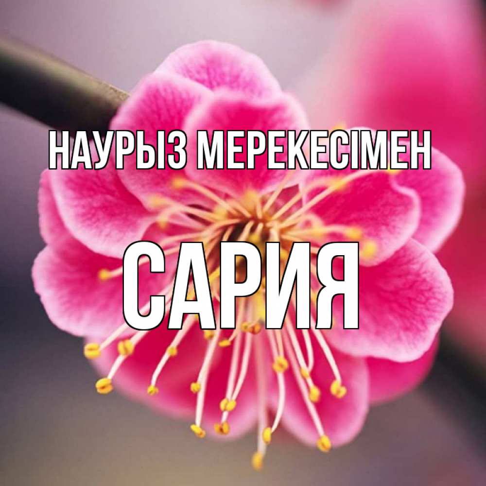 Күн сайын ашық хат с именем, САРИЯ Наурыз мерекесімен цветы Онлайн тегін жүктеп алу тілектері бар керемет карта 