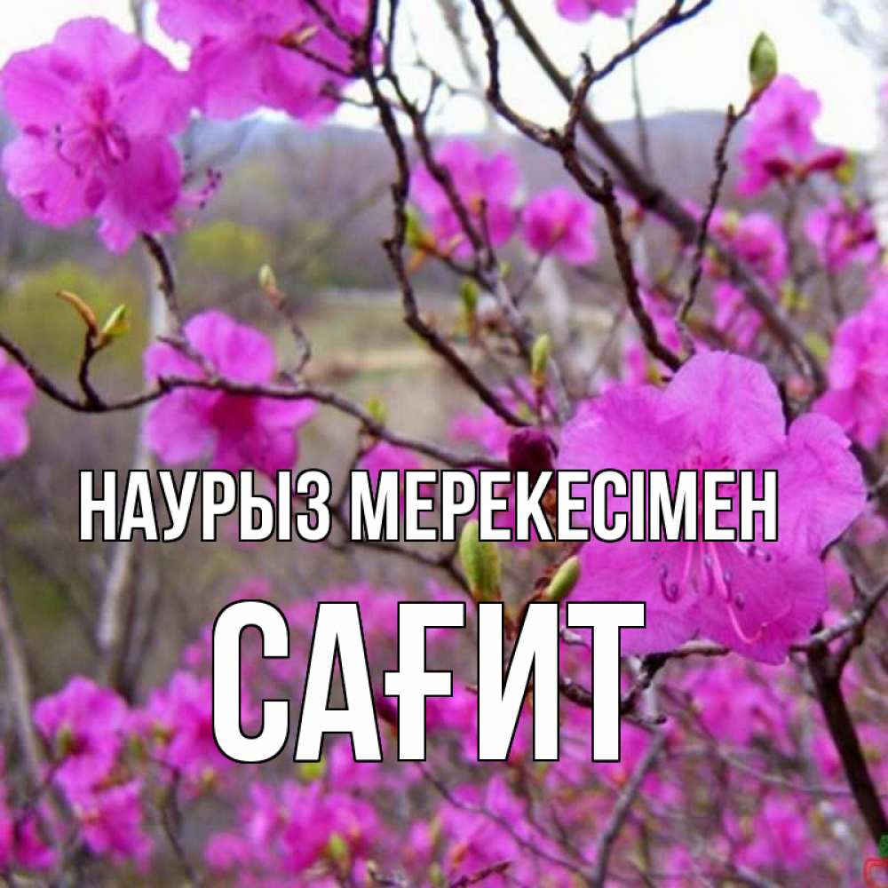 Күн сайын ашық хат с именем, САҒИТ Наурыз мерекесімен праздник весны наурыз Онлайн тегін жүктеп алу тілектері бар керемет карта 