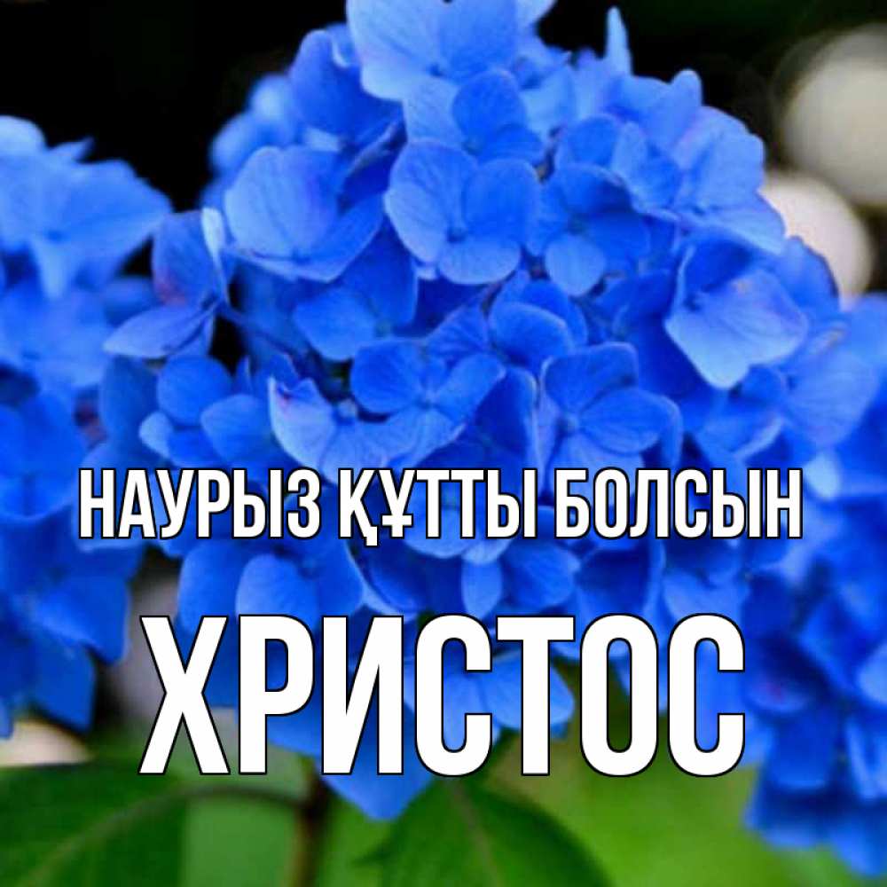 Күн сайын ашық хат с именем, Христос Наурыз құтты болсын синие цветы Онлайн тегін жүктеп алу тілектері бар керемет карта 