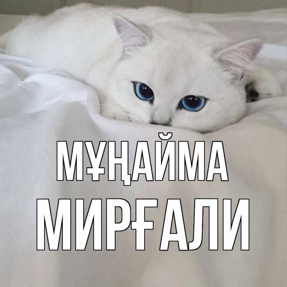 Күн сайын ашық хат с именем, МИРҒАЛИ Мұңайма белый кот с голубыми глазами на белоснежной кровати Онлайн тегін жүктеп алу тілектері бар керемет карта 