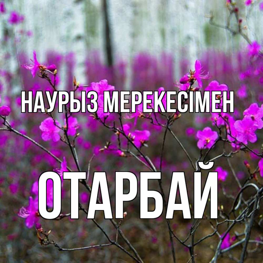 Күн сайын ашық хат с именем, ОТАРБАЙ Наурыз мерекесімен дикие цветы Онлайн тегін жүктеп алу тілектері бар керемет карта 