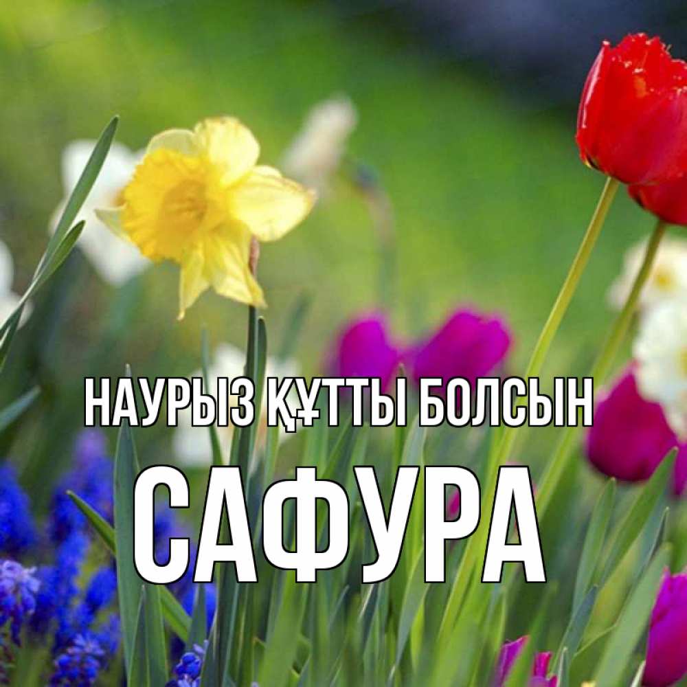Күн сайын ашық хат с именем, САФУРА Наурыз құтты болсын наурыз  3 открытки Онлайн тегін жүктеп алу тілектері бар керемет карта 