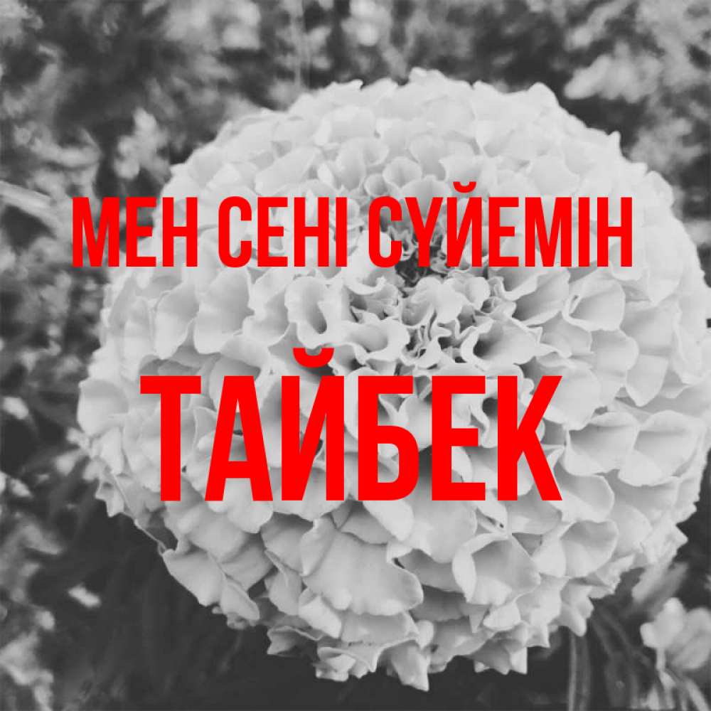 Күн сайын ашық хат с именем, ТАЙБЕК Мен сені сүйемін подпись Онлайн тегін жүктеп алу тілектері бар керемет карта 