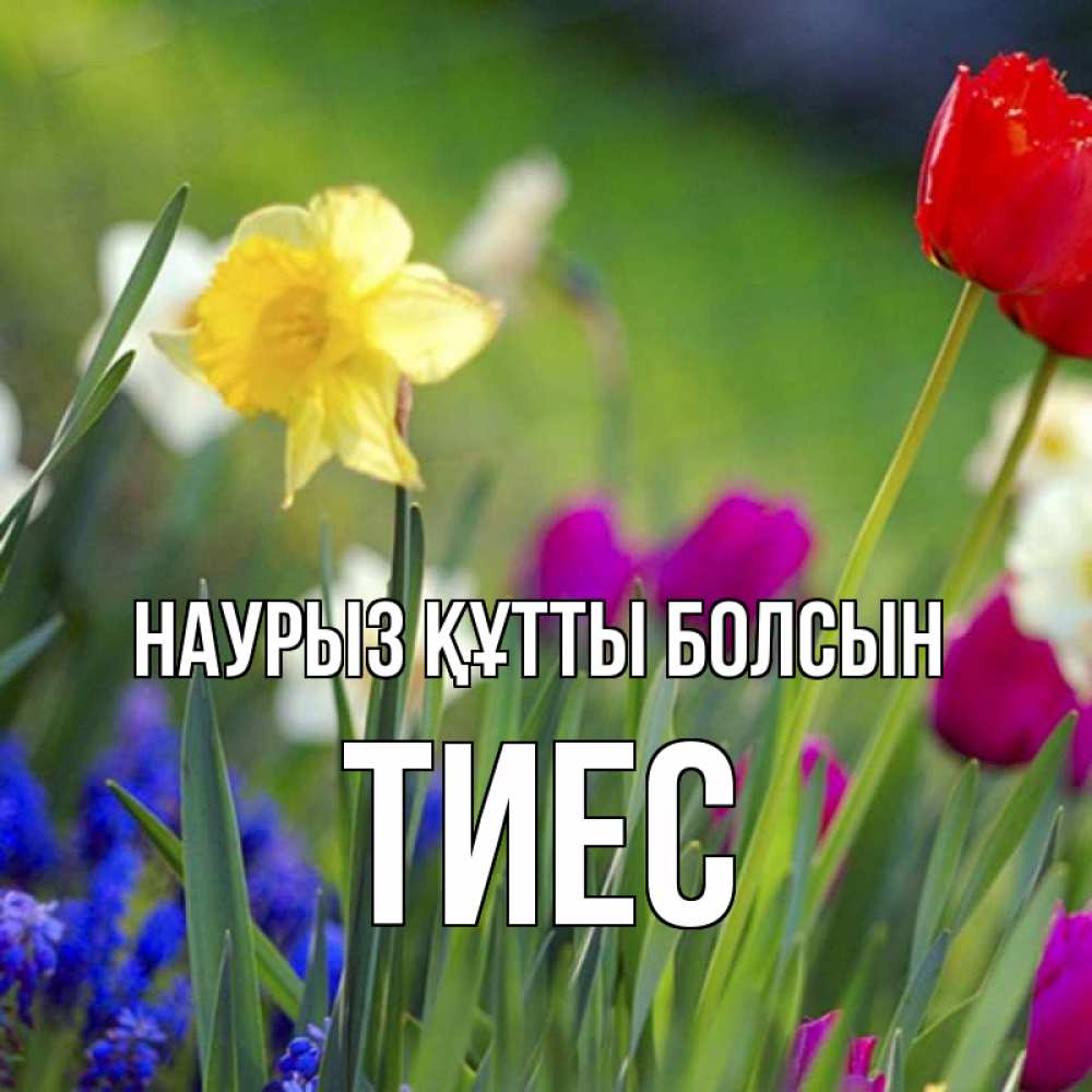 Күн сайын ашық хат с именем, ТИЕС Наурыз құтты болсын наурыз  3 открытки Онлайн тегін жүктеп алу тілектері бар керемет карта 