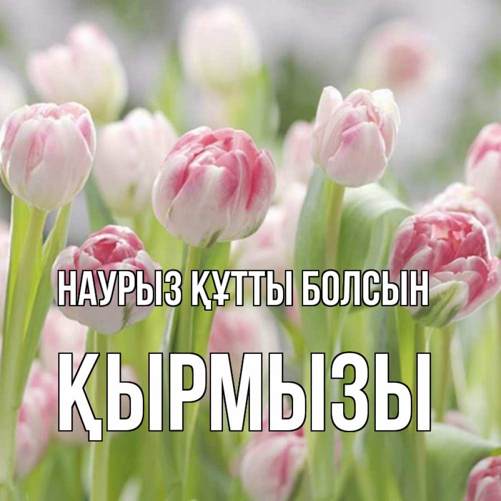 Күн сайын ашық хат с именем, ҚЫРМЫЗЫ Наурыз құтты болсын цветы Онлайн тегін жүктеп алу тілектері бар керемет карта 