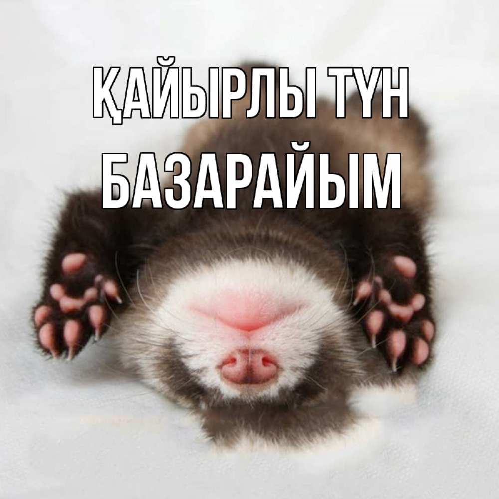 Күн сайын ашық хат с именем, БАЗАРАЙЫМ Қайырлы түн зверек Онлайн тегін жүктеп алу тілектері бар керемет карта 