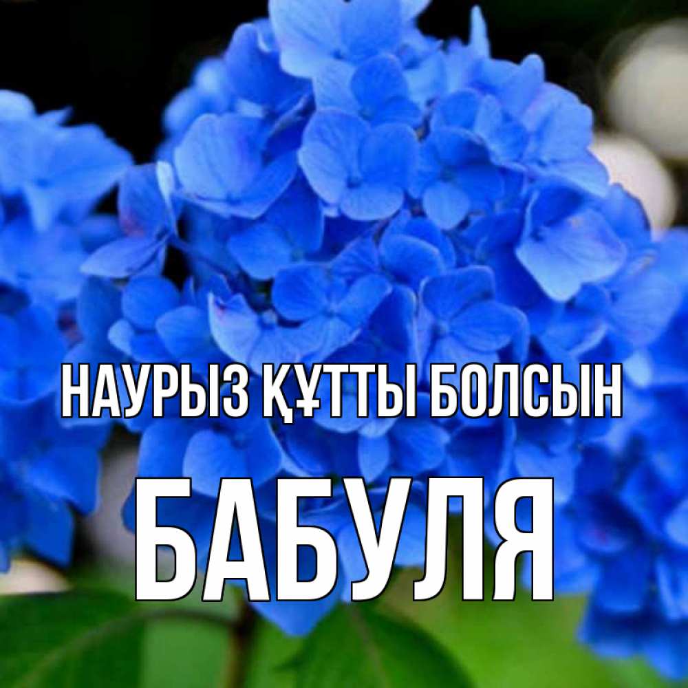 Күн сайын ашық хат с именем, Бабуля Наурыз құтты болсын синие цветы Онлайн тегін жүктеп алу тілектері бар керемет карта 