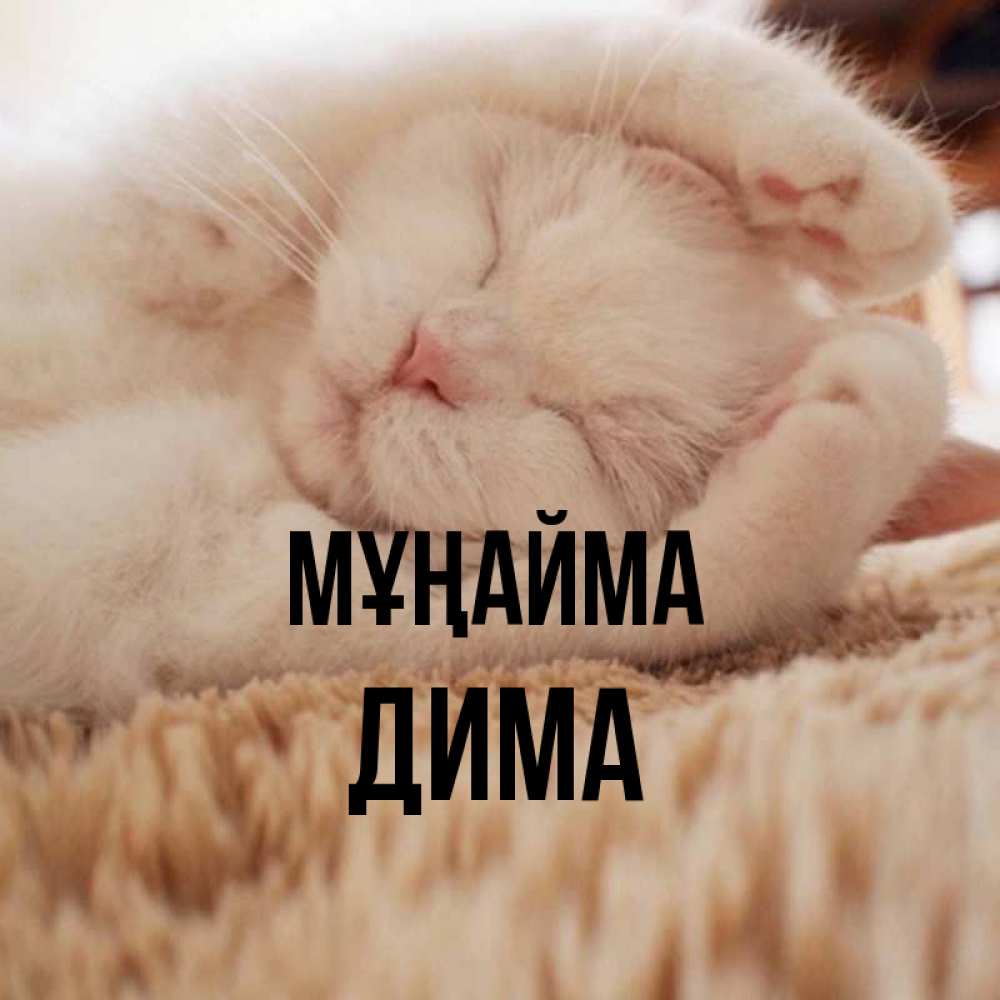 Күн сайын ашық хат с именем, Дима Мұңайма Котенок спит Онлайн тегін жүктеп алу тілектері бар керемет карта 
