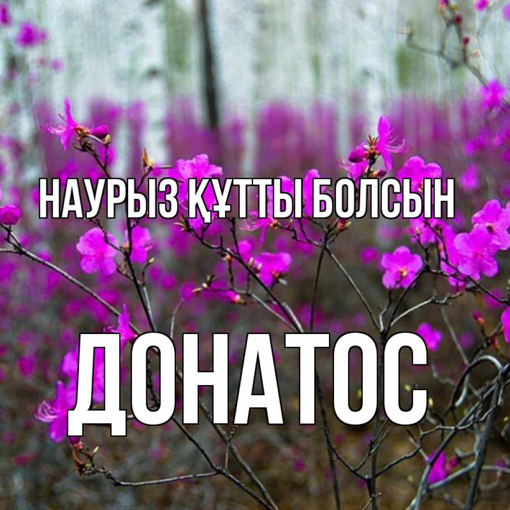 Күн сайын ашық хат с именем, Донатос Наурыз құтты болсын дикие цветы Онлайн тегін жүктеп алу тілектері бар керемет карта 