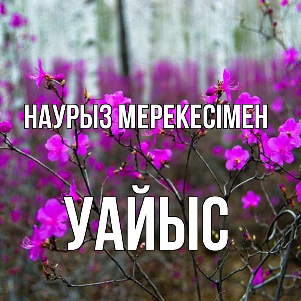 Күн сайын ашық хат с именем, УАЙЫС Наурыз мерекесімен дикие цветы Онлайн тегін жүктеп алу тілектері бар керемет карта 
